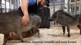 What's New at Cheyenne Mountain Zoo: Meet the Common Warthogs - January 2019