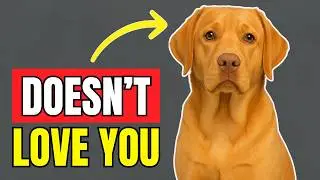 SHOCKING: Signs Your Dog Doesn&rsquo;t Love You 💔 (But Still Stays With You 🐾)