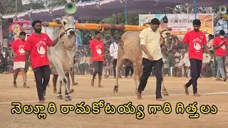 రెంటచింతల ఆరుపళ్ళు 12జత.కావ్య నంది బ్రిడింగ్ బుల్స్ సెంటర్ నెల్లూరి రామకోటయ్య గారి గిత్తలు