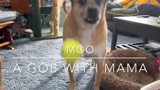 Big Dog Plays Ball #ball #dogplaysball #dog