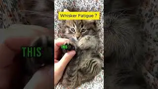 The Shocking Truth About Cat Whisker Fatigue