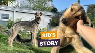 How kennel-free rescue transformed Sid | Dogs 4 Rescue