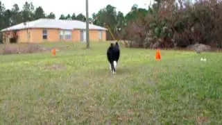 Part 2 of 4 Exercise Induced Collapse/Border Collie Collapse