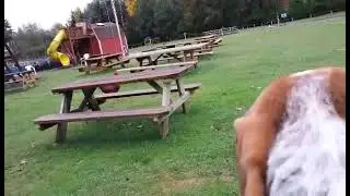 BAXTER THE BEAGLE AND A ROOSTER  (REST IN PEACE BAXTER- JANUARY 13, 2005- JANUARY 20, 2021)