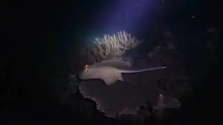 Night Dive Ko Tao Thailand