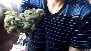 colorado buds