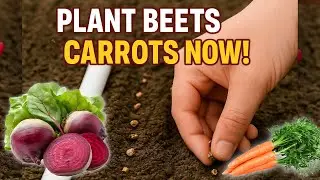 Plant Beets & Carrots Now! 🥕🌱 Sweet Harvest Ahead