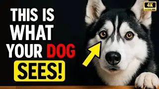 How Dogs See Humans &ndash; Jaw-Dropping Secrets Every Pet Parent Must Know