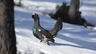 Capercaillie lek in the snow Norway