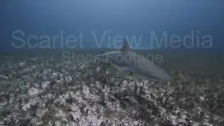 SVM-CRS12 (Caribbean Reef Shark 0:06)