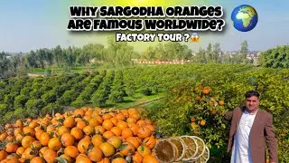 Full Tour of Sargodha Oranges 🍊 | From Garden to Factory Process