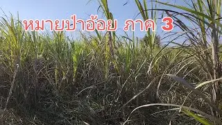 ดักหนูในวันหนาวจัด จัดไปหลาก หลายเหยื่อ 