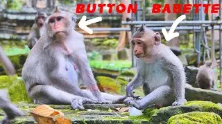Update! Button Has Pregnant Female Monkey | Monkey-Animals