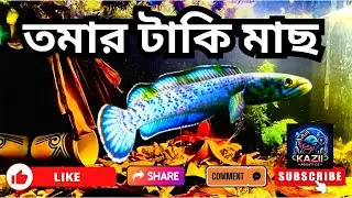 তমার টাকি মাছ (Channa Punctata's Rampage: One Fish to Rule the Tank!)