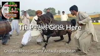 Horse Dance l Meerik Sial Shorkot Jhang l Sawar Ghulam Abbas  Gopeyara ArifwalaOctober 29, 2020