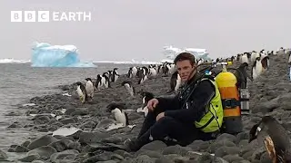 Diving with Penguins in Antarctica | Deep into the Wild | BBC Earth