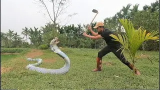 Suffocation -  Great war with ferocious king cobras that attack people's ducks.