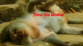 Jill Mother Monkey Do Grooming For Tima Old Mother Monkey, Monkey Daily Life At Afternoon