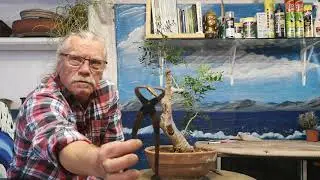 Pre Bonsai de lentisco 1r parte primer trabajo madera muerta jardín de bonsai de Antonio Ruiz