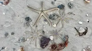 Robb’s Sunday Morning Beach Walk on Vanderbilt Beach in North Naples, Florida | February 1, 2026