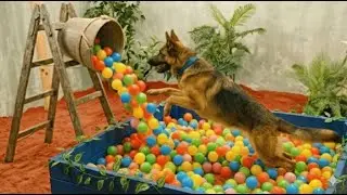 Dog Gets a GIANT Ball Pit Surprise