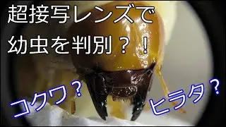 クワガタの幼虫を超接写で観察、ヒラタとコクワの見分け方。