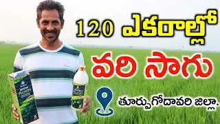 120 ఎకరాల్లో వరి సాగు | Boom Auxin In Paddy Cultivation | Paddy Farming In Telugu | Shiva AgriClinic