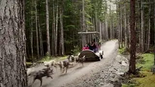 Skagway Dog Sled And Mushers Camp Experience
