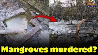 Mangroves murdered? Locals allege waste water discharge polluting water body and killing mangroves