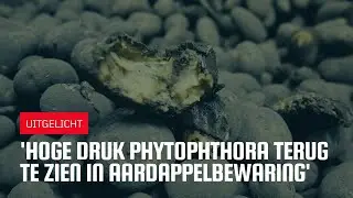 Uitgelicht | 'Hoge druk phytophthora terug te zien in aardappelbewaring'