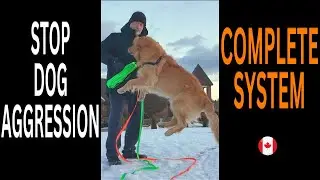 The ONLY practical fix to dog aggression.