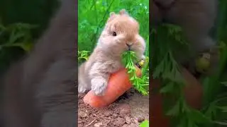 Too much cute 🐇😊🥰🐰🏡