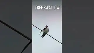 A Tree Swallow On A Power Line!