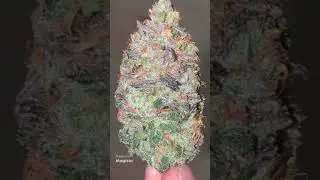 do si dos from crop king seeds