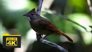 GREY-CHEEKED BULBUL | BIRDS OF BORNEO | YCLEE PHOTOGRAPHY