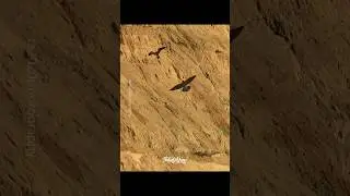Peregrine Falcon VS Lanner Falcon! #falcons #peregrinefalcon #lannerfalcon