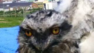 Griff, Spectacled Owl & Freddie, Tawny Frogmouth