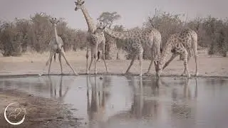 Grace in Harmony | Four Giraffes at the Waterhole