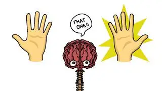 Why Are Most People Right-Handed?