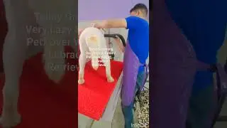 very lazy pet