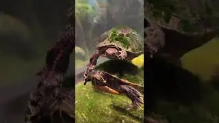 What the Heck?! Algae Growing on Turtles?