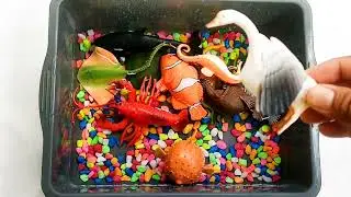 Learning Animal Names with Toys and Real Animals .