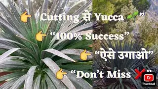 Yucca कैसे आसनी से उगाया || my yucca plant story || #2026 ||