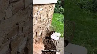 Сервал разговаривает) serval talking #serval #wildcat #кошка