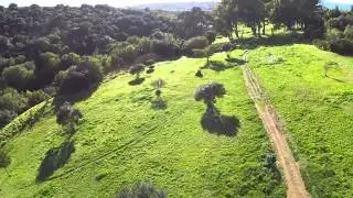 Majik Forest & Amandel Close