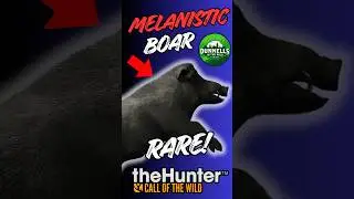 Я испортил этот редкий экземпляр!! #cotw #thehunter #shortsfeed