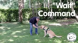 Bale's Buddies Therapy Dogs - Wait Command
