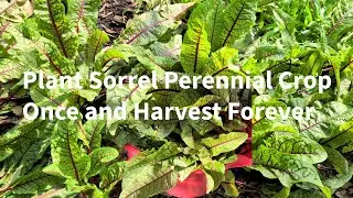 Sorrel Leaves Harvest - Plant this Perennial Crop Once, Eat Forever &ndash; Zone 6A Michigan