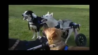 Los Perros especiales tienen necesidades especiales - Sillas de Ruedas para Perros en México