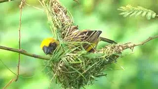Birds Free Stock Footage - Beautiful Flying Birds Stock Footage (No Copyright)||Free To Use Videos